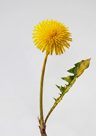 Dandelion
