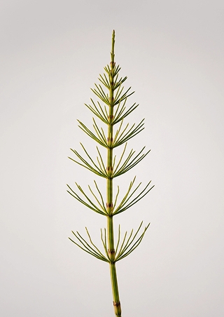 Horsetail Plant