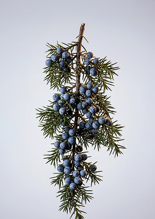 Juniper Berry