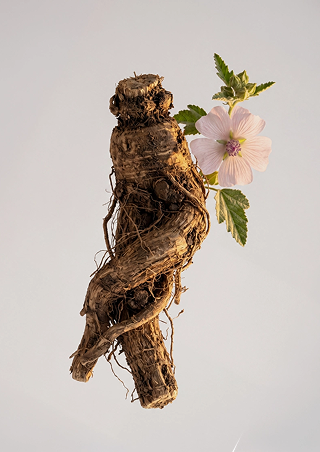 Marshmallow Root