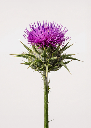 Milk Thistle