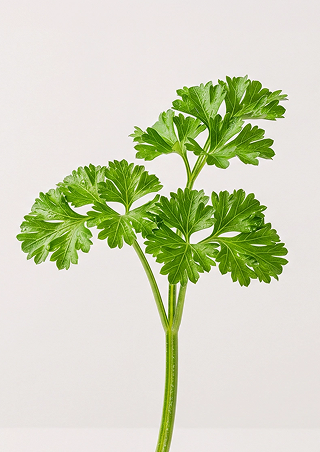 Parsley Leaf